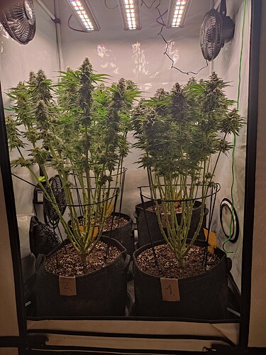 Growreport Bild 7