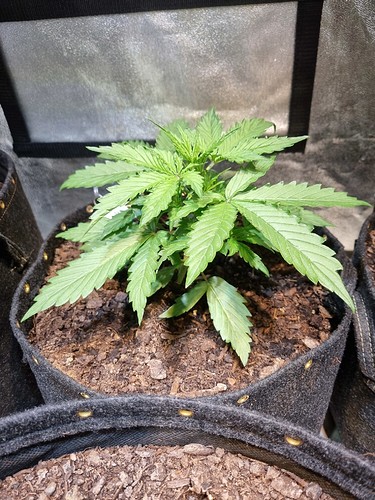 Growreport Bild 4