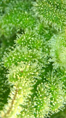 Growreport Bild 60