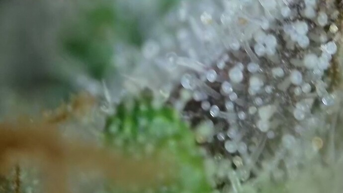 Growreport Bild 50