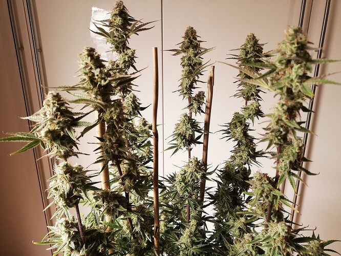 GG#2_240104-4