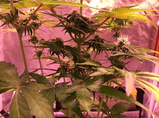 Growreport Bild 10