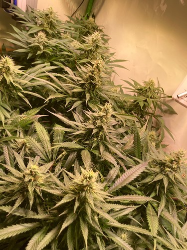 Growreport Bild 1