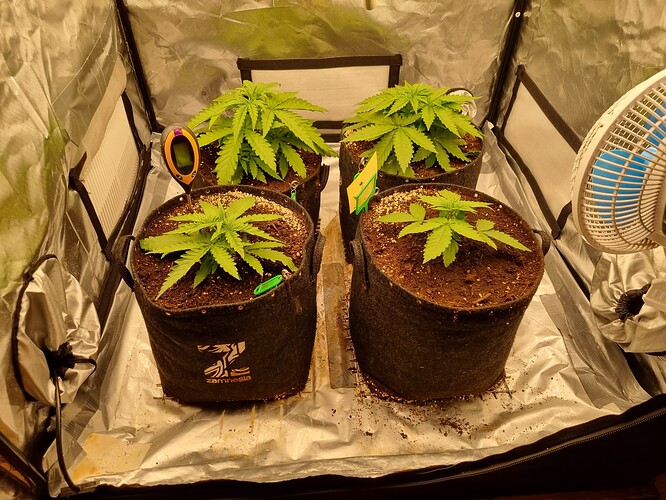 Growreport Bild 4
