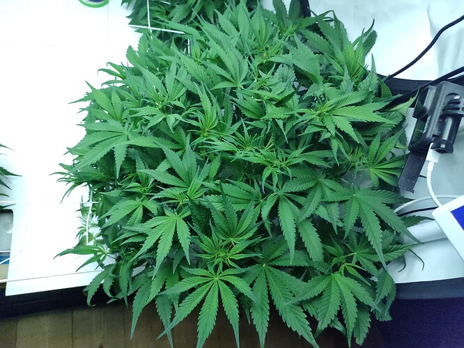 Growreport Bild 5