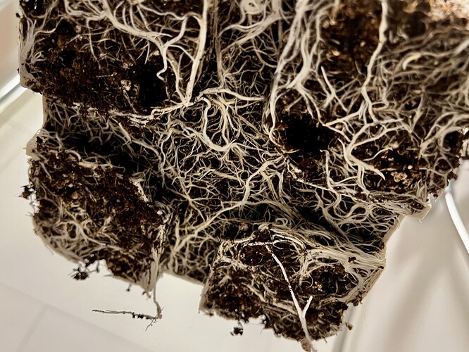 Growreport Bild 9