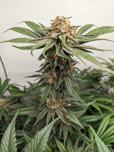 Growreport Bild 5