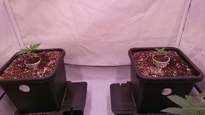 obscura1660681400811