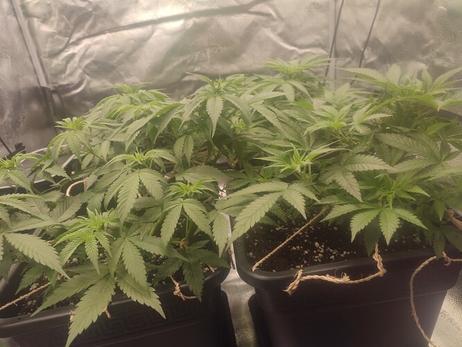 Growreport Bild 2