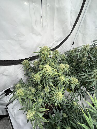 Growreport Bild 1