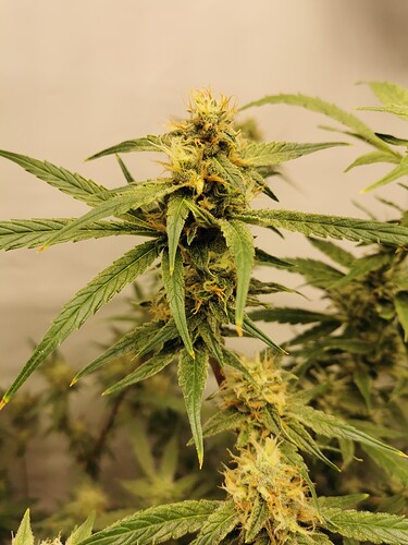 Growreport Bild 17