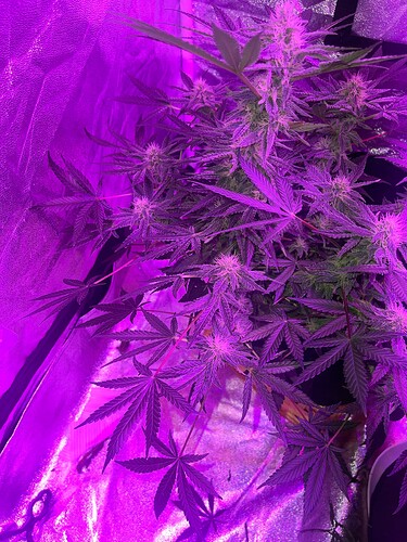 Growreport Bild 2