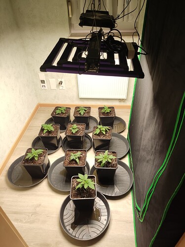 Growreport Bild 26