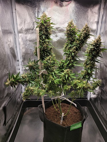 Growreport Bild 3