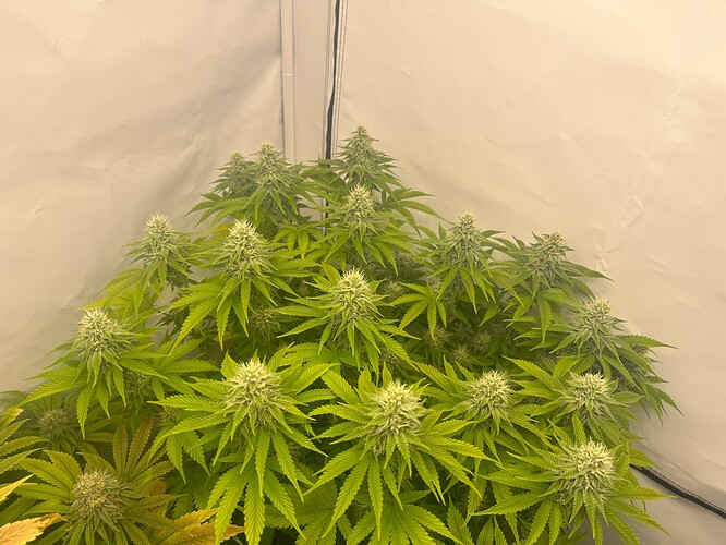 Growreport Bild 15