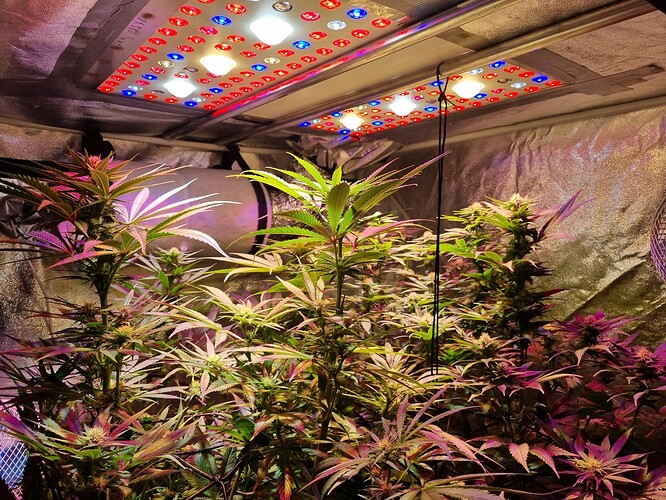 Growreport Bild 29