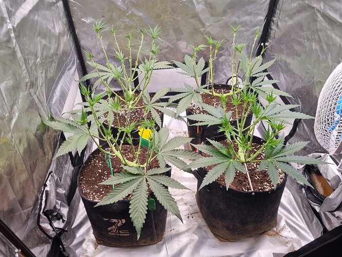 Growreport Bild 66