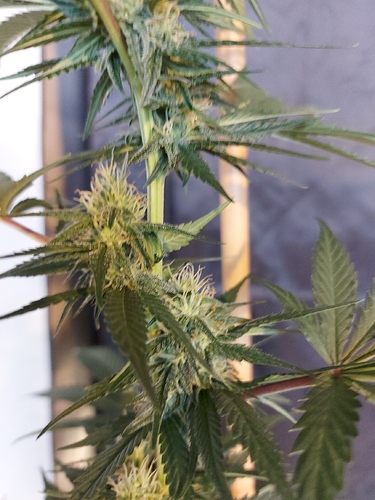 Growreport Bild 7
