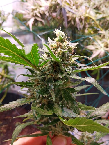 Growreport Bild 11