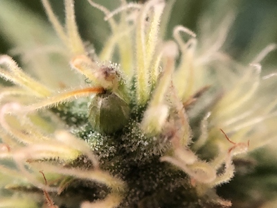 Growreport Bild 3