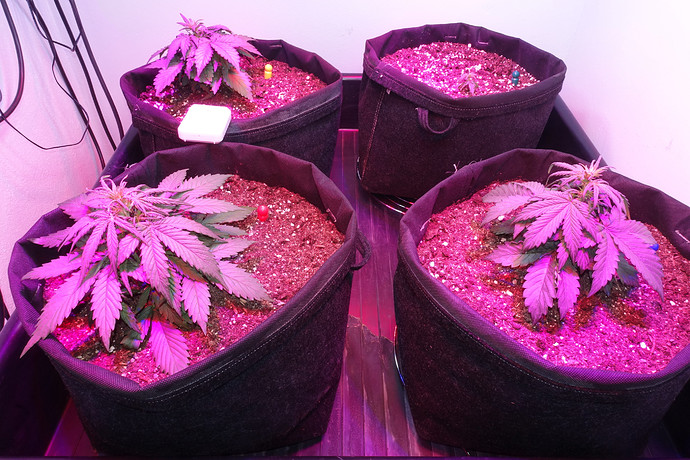 Growreport Bild 19
