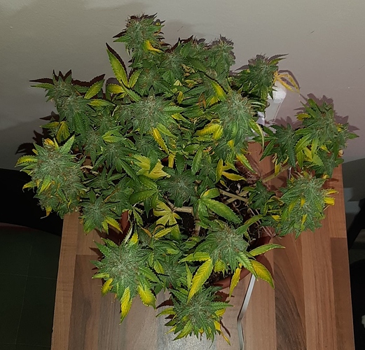 Growreport Bild 2