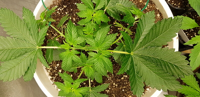 Growreport Bild 2