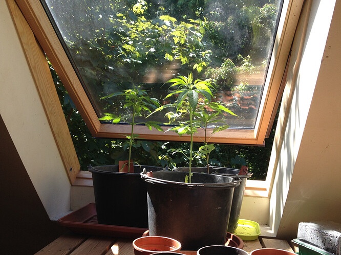 Growreport Bild 7