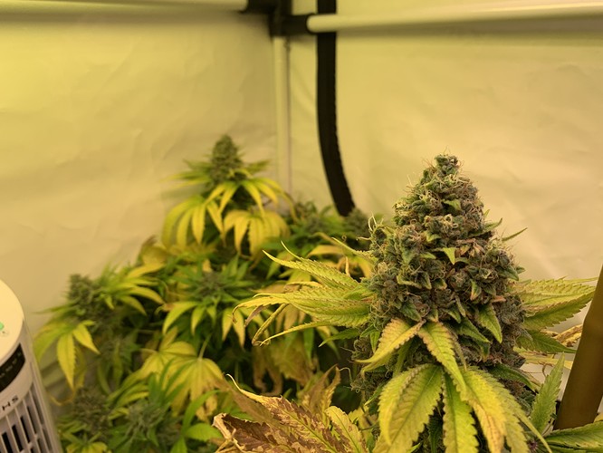 Growreport Bild 6