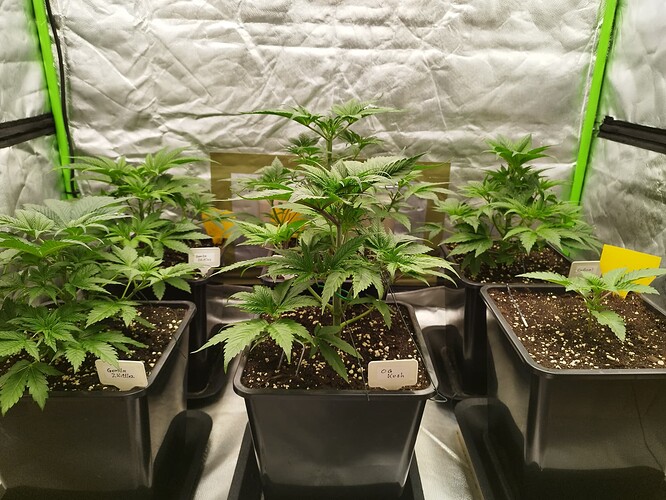Growreport Bild 8