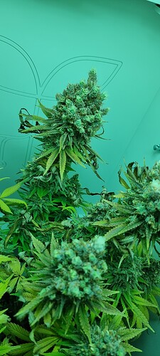 Growreport Bild 5
