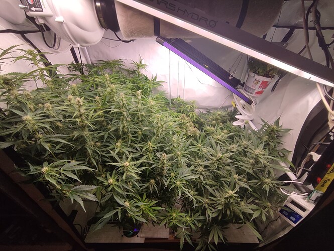 Growreport Bild 65