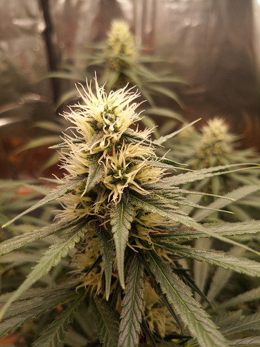 IMG_20210629_190123_6