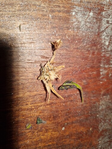 Growreport Bild 4