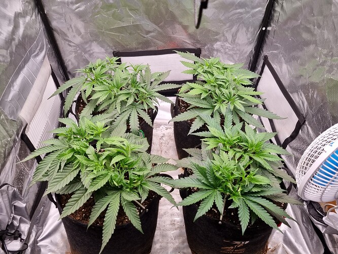 Growreport Bild 62