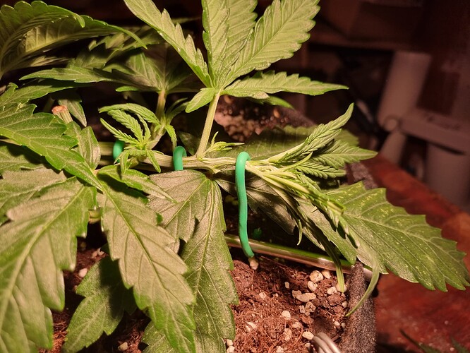 Growreport Bild 1