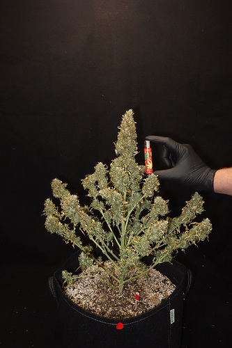 Growreport Bild 8