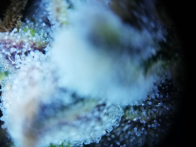 GG#1_240119-6
