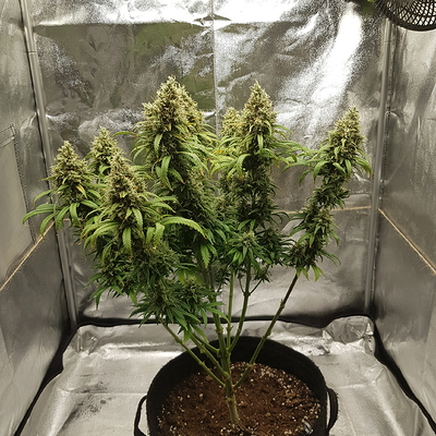 Growreport Bild 3