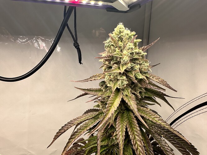 Growreport Bild 6