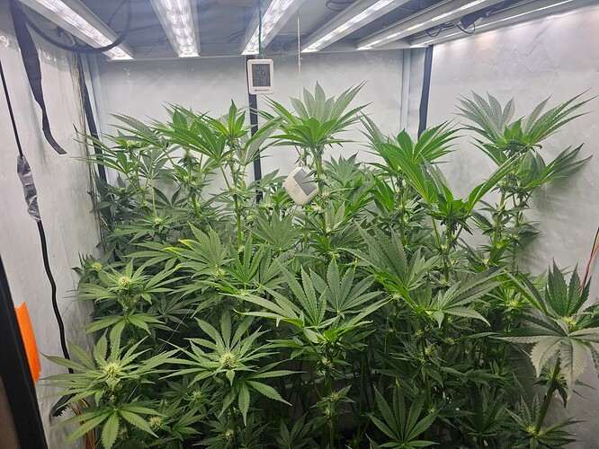 Growreport Bild 1