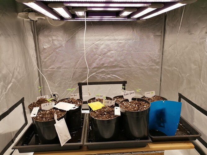 Growreport Bild 2