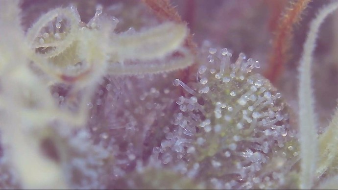 Growreport Bild 8