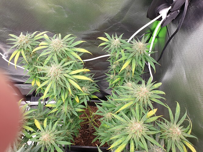 Growreport Bild 12