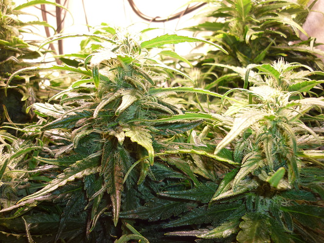 Growreport Bild 4
