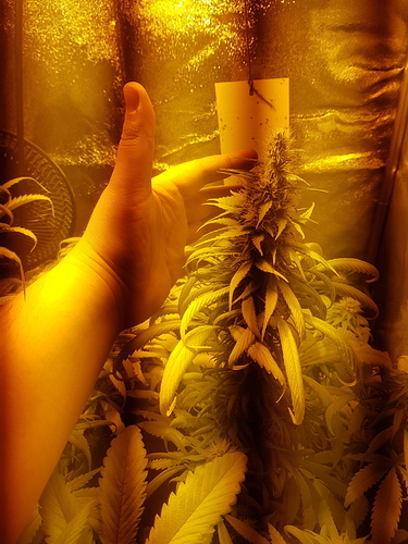 Growreport Bild 3