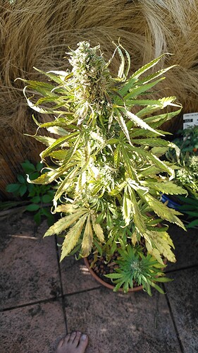 Growreport Bild 2