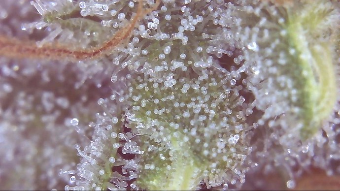 Growreport Bild 15