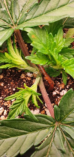 Growreport Bild 2