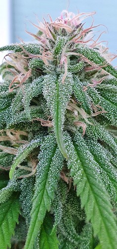 Growreport Bild 20